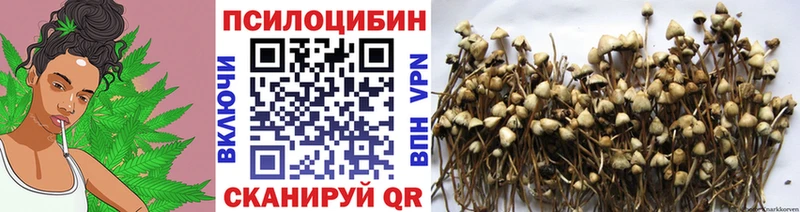 Псилоцибиновые грибы MAGIC MUSHROOMS  где купить наркоту  Серафимович 